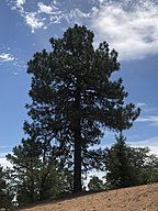 Ponderosa pine