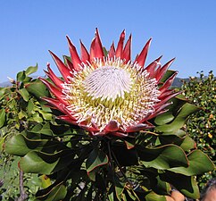 23/03: Protea cynaroides és una planta molt àmpliament distribuïda al sud-oest i sud de Sud-àfrica, a la regió fynbos.