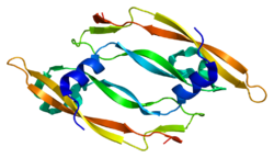 Белок VEGFB PDB 2c7w.png