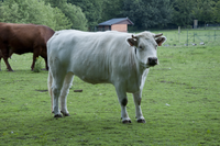 Belgisch witblauw in Puyenbroeck als onderdeel van het project Levend erfgoed