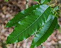 Quercus acutissima