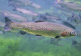 Rainbow trout