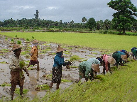Поље пиринача у Мјанмару