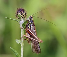 Сверчок Розелевский (Metrioptera roeselii diluta) самец.jpg