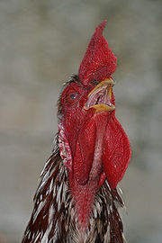 鸡喙中尖齿状的结构称为乳头，其作用是帮助鸟类固定及移动食物。