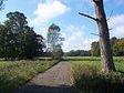 Rostocker Heide, die Scheidenschneise bei Hirschburg (A)