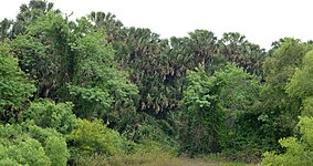 Old growth sabal palm (Sabal mexicana) grove, Sabal Palm Sanctuary (11 April 2016).