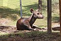 Pferdehirsch, Weibchen