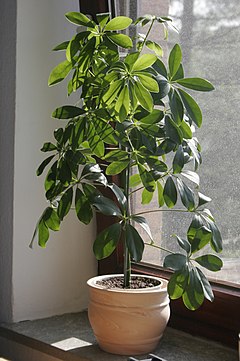 Description de l'image Schefflera Actinaphylla.jpg.