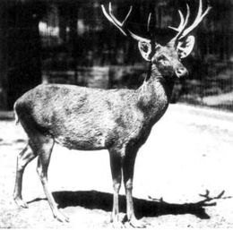 Šomburgko elnias (Cervus schomburgki)