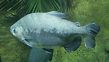 Schwarzer Pacu Colossoma macropomum Tierpark Hellabrunn-1.jpg