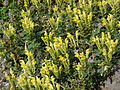 Scutellaria orientalis subsp pinnatifida1.JPG