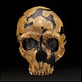 El esqueleto Shanidar 1, de neandertal, presenta múltiples fracturas en el brazo y piernas derechos y el cráneo, desde joven, que pudo provocarle ceguera en el ojo derecho e incluso daños cerebrales. Corresponde a un adulto realmente viejo, 35-45 años, que debió recibir ayuda para sobrevivir hasta esa avanzada edad para un neandertal. Junto a este fósil se encontraron otros de neandertal y de fauna.