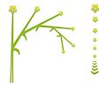 Bunga sabit (drepanium): tampak sisi dan atas