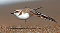 Snowy Plover - Marin County, California