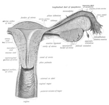 Начертана анатомична илюстрация, както е описано в надписа