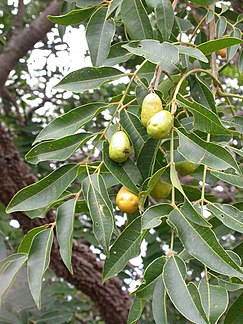 S. mombin, fruiting.