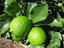Starr-140117-3997-Citrus latifolia-Таитянские плоды и листья-Hawea Pl Olinda-Maui (24612312943) .jpg