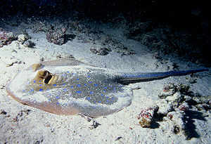 Bluespotted ribbontail ray resting on the seafloor Stingray.jpg