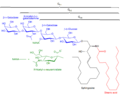 Structures of GM1, GM2, GM3 gangliosides