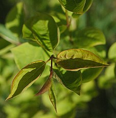 Syringa reticulata