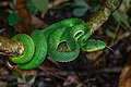 Trimeresurus gumprechti