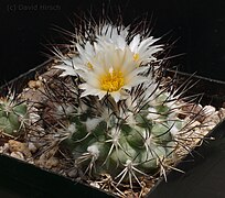 Turbinicarpus gielsdorfianus