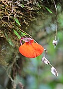 Utricularia campbelliana (utriculaire, espèce carnivore, adaptée aux milieux humides), mont Roraima.
