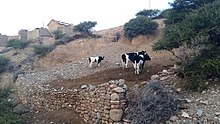 Vacas Holandesa en YAVI CHICO