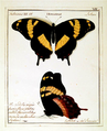 Papilio homerus, vue dorsale et latérale par William Jones (peinture ayant servi à la description de l'espèce).