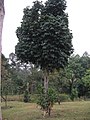 Pokok manggis