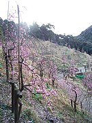 Plum Blossoms at Ōagata Shrine