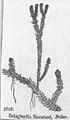 003 Selaginella nipponica tachikuramagoke.jpg