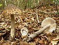 Amanita ceciliae