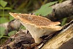 Miniatuur voor Polyporus (schimmel)