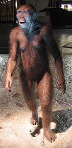 Dimjoaks va Australopithecus afarensis