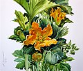 Aquarell von Hansjörg Swetina: Kürbisblüte