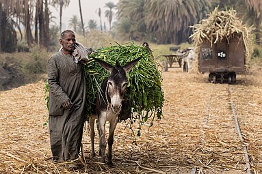 Un homme et un âne reviennent du champ en Égypte. Janvier 2019.
