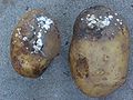 תפוחי אדמה נגועים ב-Phytophthora.