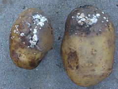 Patatas afectadas por el tizón tardío, Phytophthora infestans