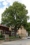 Winterlinde (Tilia cordata)