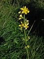 Agrimonia eupatoria on the german island Hiddensee, Photo by Kristian Peters