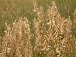 Ķemmveidīgā pavārpata (Agropyron pectinatum)