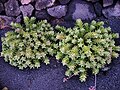 Aloe squarrosa