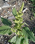 Miniatura para Amaranthus quitensis