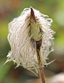 On Mount Rainier with some achenes cut away to show the receptacle and seeds