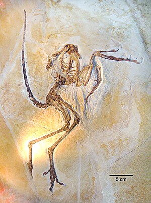 Archaeopteryx lithographica, Solenhofener spec...