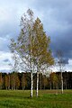 Copas de bidueiros brancos (Betula pendula)