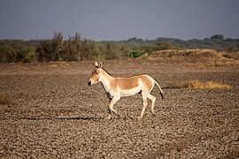 Onagre d'Inde au Sanctuaire faunique du Petit Rann de Kutch.