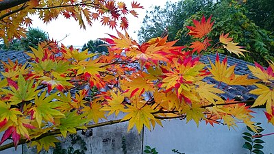 Auró japonès (Acer palmatum)